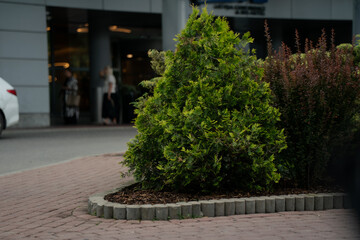 Urban landscaping with evergreen bush and red-leaf shrub on brick-paved sidewalk near commercial building entrance in city environment