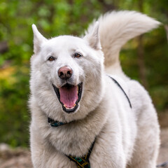 Siberian husky 