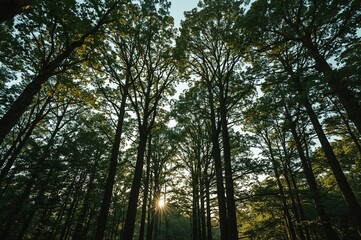 Obraz premium Forest Canopy Sunlight Nature Pathway Serenity