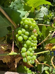 bunch of grapes