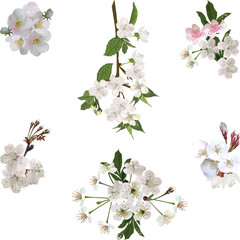 six spring tree blossoming branches on white