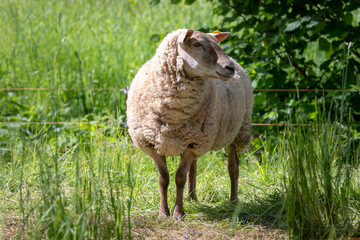 A sheep grazing in a field of long grass under a tree.
