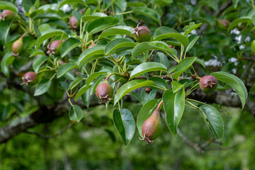 Pears ripening on the tree.