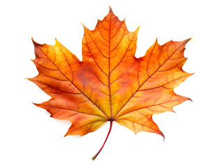 Obraz premium Single vibrant orange and yellow maple leaf isolated on transparent background, representing autumn season and nature