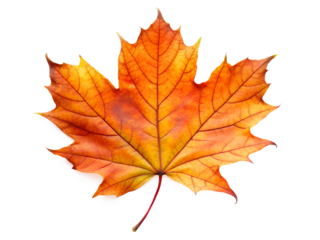 Single vibrant orange and yellow maple leaf isolated on transparent background, representing autumn season and nature