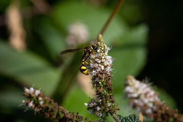 A Potter wasp or Mason wasp (Eumeninae) on mint flowers.