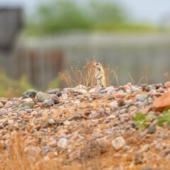 Squirrel in the desert