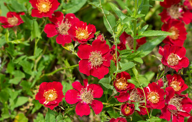 Red miniature roses glowing in sunlight.