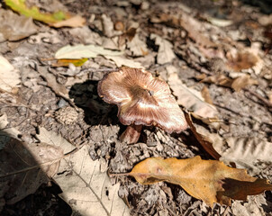 mushrooms in the forest