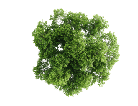 Overhead view of a lush green tree canopy