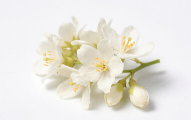 Fototapeta premium white flowers on white background