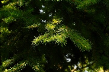 Fir tree branches with green needles close-up, natural background
