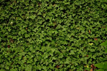 Fototapeta premium Green ivy wall texture background. Green ivy wall texture.