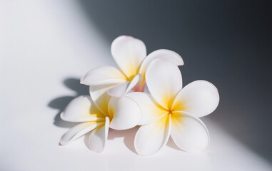 Fototapeta premium white frangipani flowers on wooden background