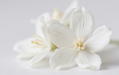 white magnolia flowers