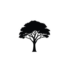 Acacia tree silhouette icon on white background