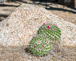 cactus in the desert