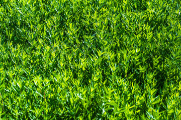 Groundcover in the desert