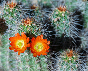 cactus with flower