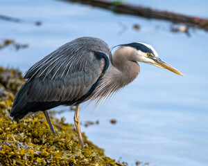 Great Blue Heron hunting