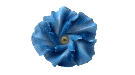 Morning glory flower in blue on white background 