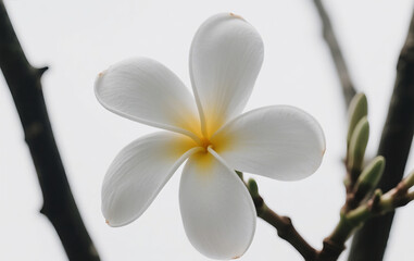 Obraz premium frangipani flower on a tree