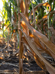 Drought. Dry season in a corn field