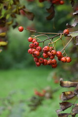 red berries on a branch