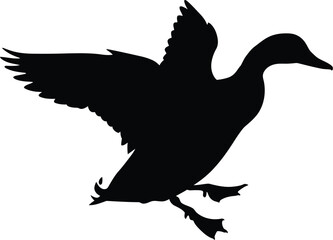 Mallard duck silhouette flying landing