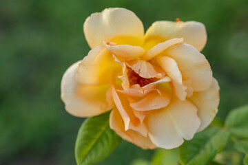 yellow rose in the garden