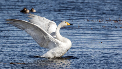 large swan with open wings in blue water