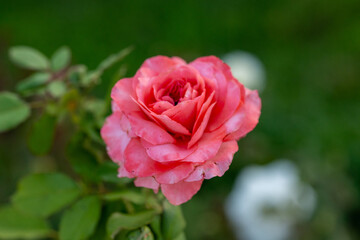 pink rose in garden close up