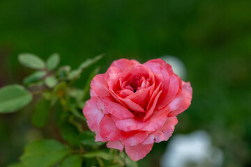 pink rose in garden close up