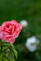 pink rose in garden close up