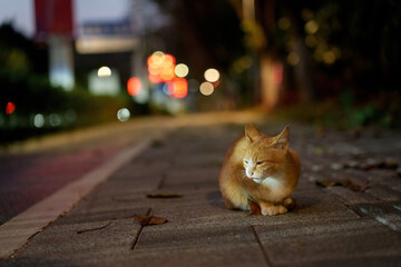 An orange and white cat sits on a paved path at night, with blurred lights twinkling in the...