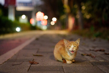 An orange and white cat sits on a paved path and meows at night, with blurred lights twinkling in...