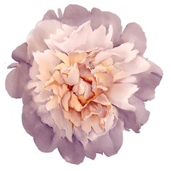 watercolor peony illustration isolated on white violet bud botanical