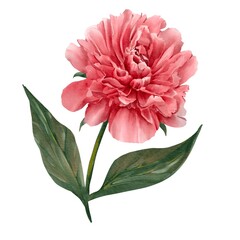 watercolor peony illustration isolated on white red bud botanical