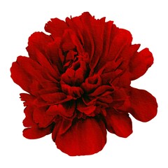 watercolor peony illustration isolated on white red bud botanical