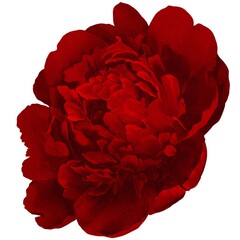 watercolor peony illustration isolated on white red bud botanical