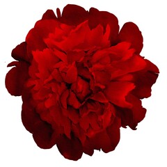 watercolor peony illustration isolated on white red bud botanical