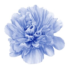 watercolor peony illustration isolated on white blue bud botanical