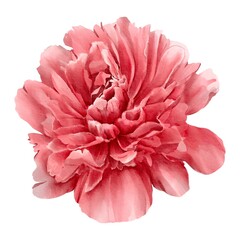watercolor peony illustration isolated on white red bud botanical