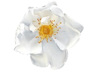 watercolor peony illustration isolated white bud botanical