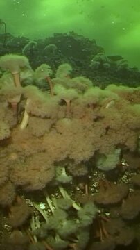 Descend into a thriving ecosystem. See the Arctic life flourish in the depths of the White Sea. Inhabitants sway gently in this untouched, ethereal underwater world.