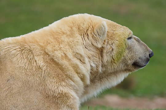 Large polar bear with thick white fur resting in the midday sunshine.