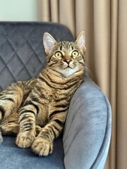 Tabby Cat Sitting on Soft Chair Indoors