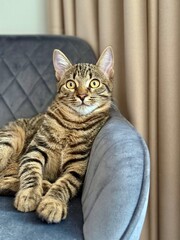 Tabby Cat Sitting on Soft Chair Indoors