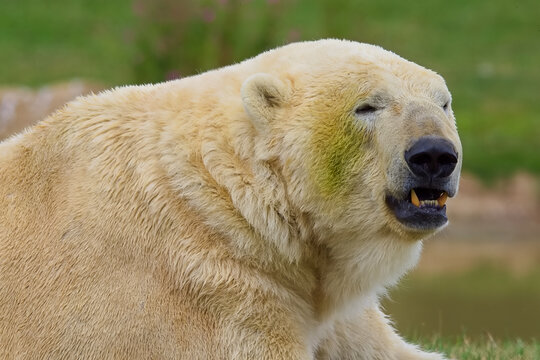 Huge ferocious polar bear with thick white fluffy fur showing his big teeth with mouth open.