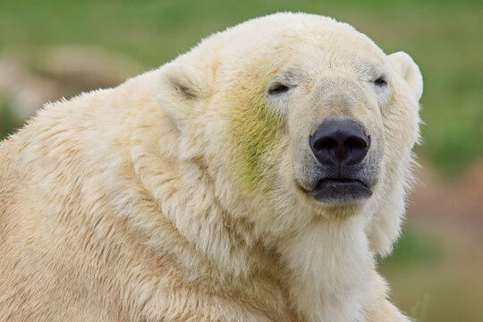 Tired looking large polar bear with thick white fur and large black nose looking directly at the camera.